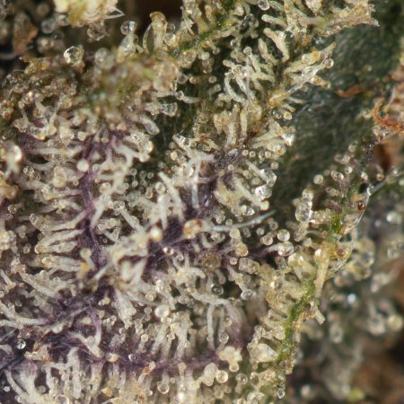 Buy Twisted Citrus Strain Online Green Society