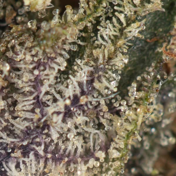 Buy Twisted Citrus Strain Online Green Society