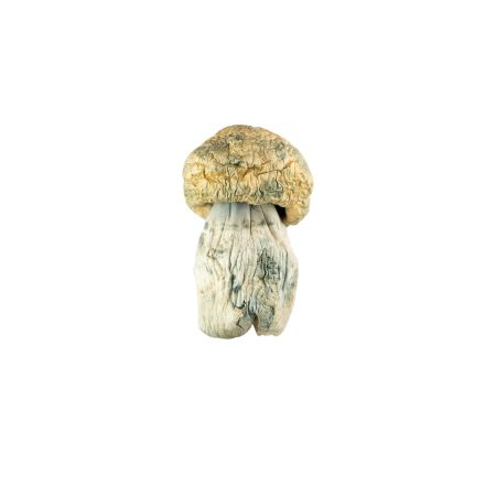 Buy Avalanche Magic Mushrooms Online Green Society