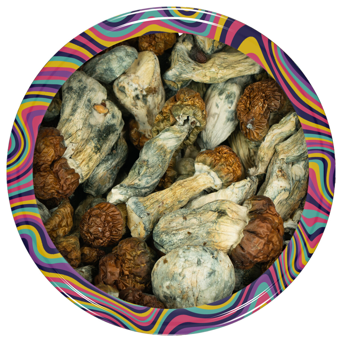 Buy Blue Pulaski Mushrooms Online Canada Green Society
