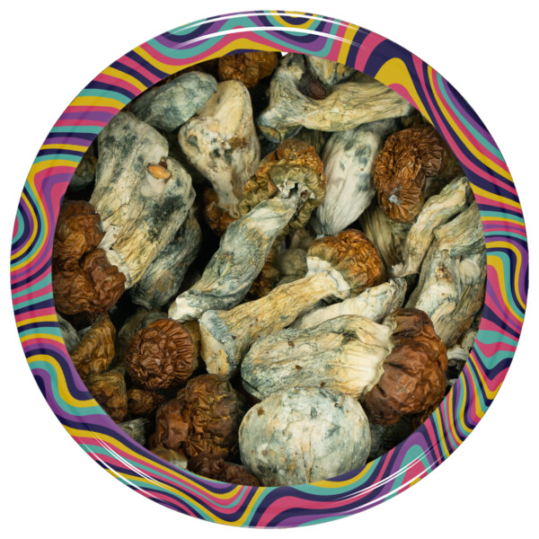 Buy Blue Pulaski Mushrooms Online Canada Green Society