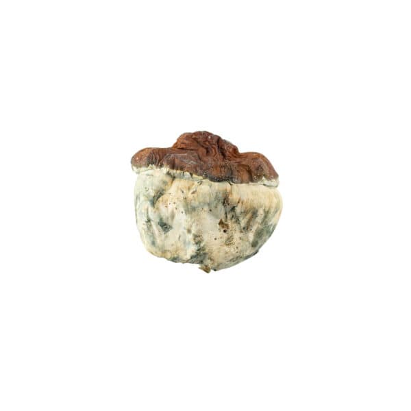 Buy Bluey Vuitton Mushrooms Online Green Society