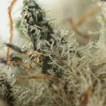 Buy Bread & Butter Strain Online Green Society