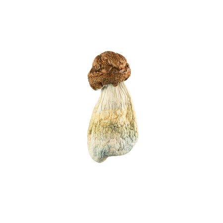 Buy DC Melmac Magic Mushrooms Online Green Society