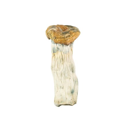 Buy Golden Thrasher Magic Mushrooms Online Green Society
