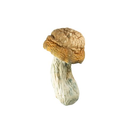 Buy Goldmember Mushrooms Online Green Society