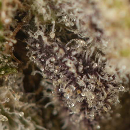 Buy Huckleberry Soda Strain Online Green Society