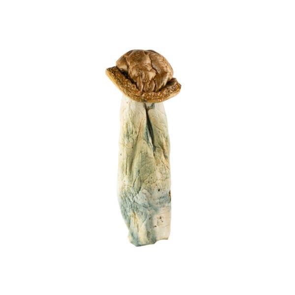 Buy Makilla Gorilla Mushrooms Online Green Society
