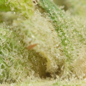 Buy Maui Wowie Strain Online Green Society