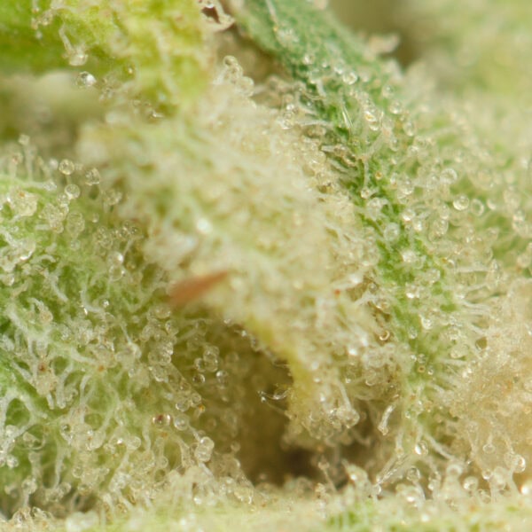 Buy Maui Wowie Strain Online Green Society