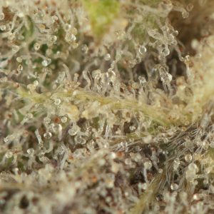 Buy Permanent Marker Strain Online Green Society