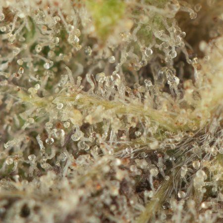 Buy Permanent Marker Strain Online Green Society