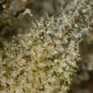 Buy Pine Tar Kush Strain Online Green Society