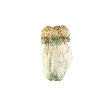 Buy Soucoupe Volante #13 Mushrooms Online Green Society