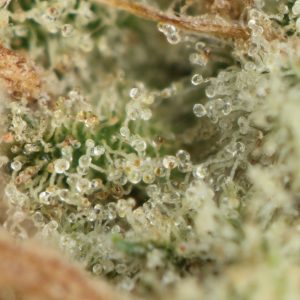Buy Space Queen Strain Online Green Society