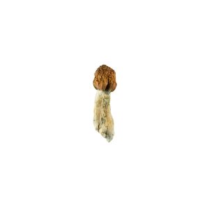 Buy Vietnamese Cubensis Magic Mushrooms Online Green Society