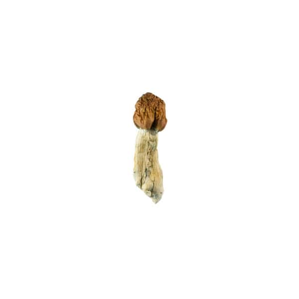 Buy Vietnamese Cubensis Magic Mushrooms Online Green Society
