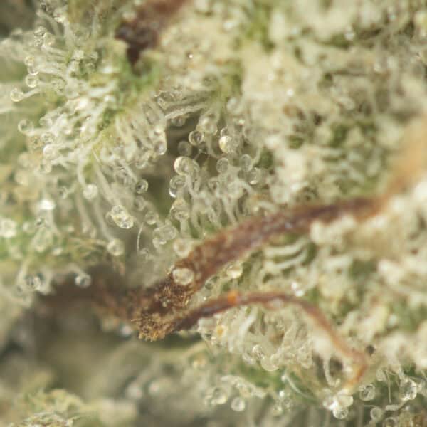 Buy Khalifa Mints Strain Online Green Society
