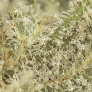 Buy Rockstar Tuna Strain Online Green Society