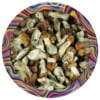 Vietnamese Cubensis