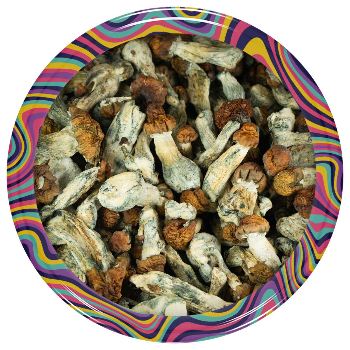 Vietnamese Cubensis