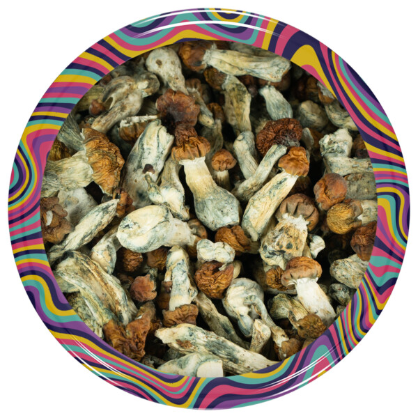 Vietnamese Cubensis