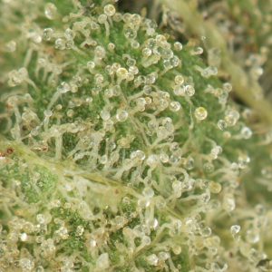 Buy 11 Week Pink Kush Online Green Society