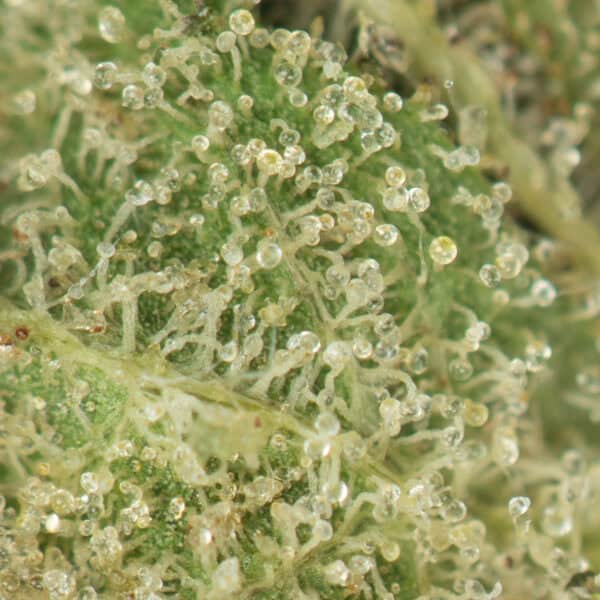 Buy 11 Week Pink Kush Online Green Society