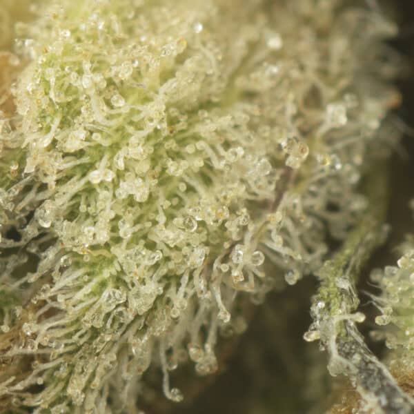 Buy Animal Runtz Strain Online Green Society