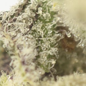 Buy Biscotti Sherbet Strain Online Green Society