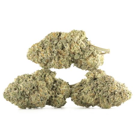 Buy Forum Cut Girl Scout Cookies Strain Online Green Society