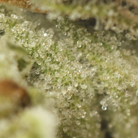 Buy Gorilla Haze Strain Online Green Society