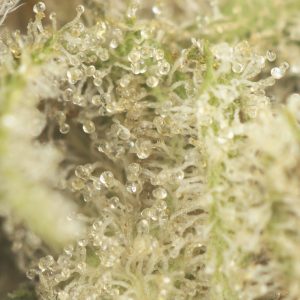 Buy Rainbow Pie Strain Online Green Society
