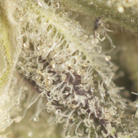 Buy Tropicana Cookies Strain Online Green Society