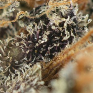 Buy Birthday Cake Strain Online Green Society