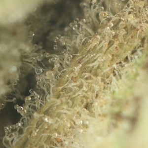 Buy Platinum Pink Strain Online Green Society