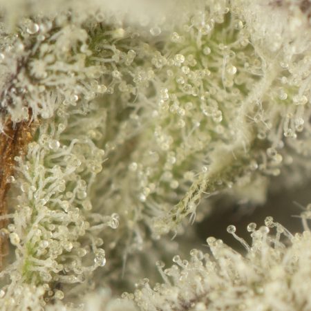 Buy Dante's Inferno Strain Online Green Society