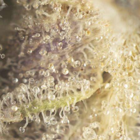 Buy Death Master Strain Online Green Society