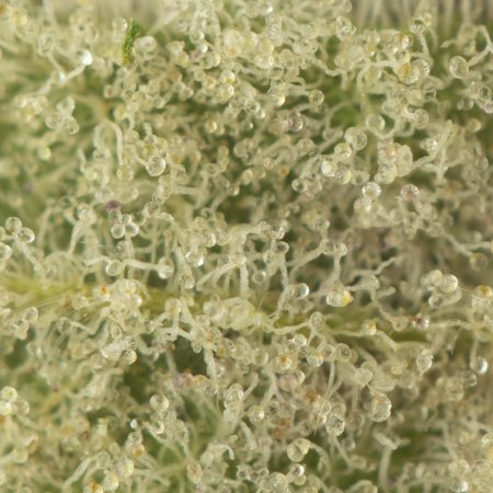 Buy Durban Poison Strain Online Green Society