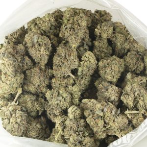 Buy El Chapo Strain Online Green Society