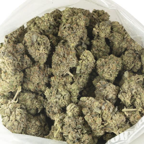 Buy El Chapo Strain Online Green Society