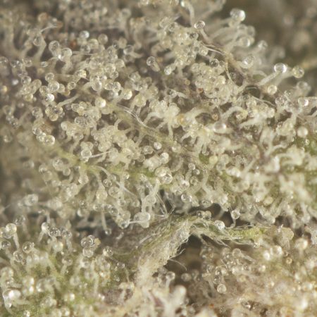 Buy Greasy Death Bubba Strain Online Green Society