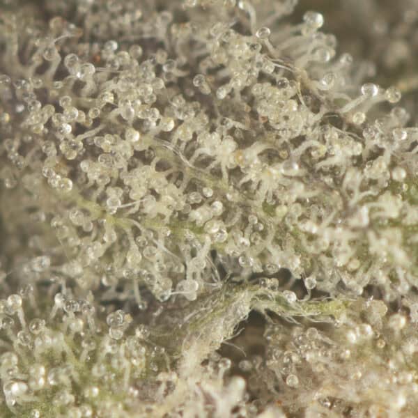 Buy Greasy Death Bubba Strain Online Green Society