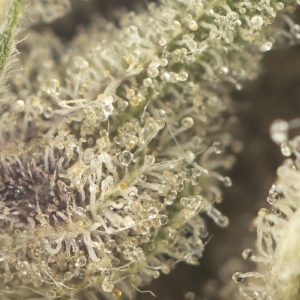 Buy Pink God Strain Online Green Society