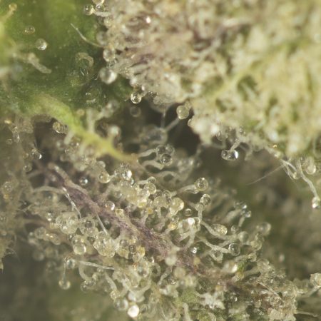 Buy Pink Quattro Strain Online Green Society