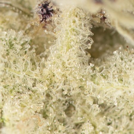 Buy Platinum Punch Remix Strain Online Green Society