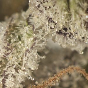 Buy Pure Michigan Strain Online Green Society