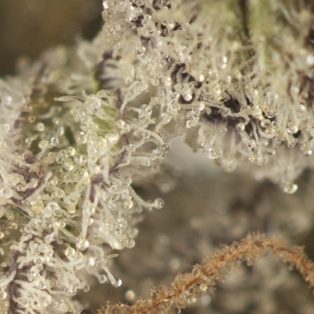 Buy Pure Michigan Strain Online Green Society