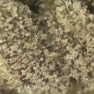 Buy Ahi Tuna Kush Strain Online Green Society