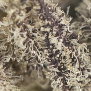 Buy Ghost Train Haze Strain Online Green Society